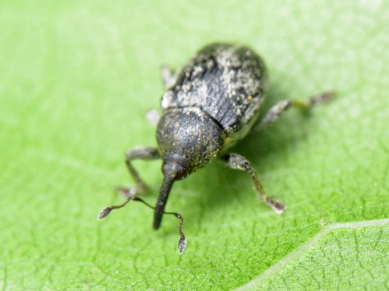 Sibinia Germar, 1874